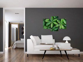 Obraz - Listy s kvapkami rosy (90x60 cm)