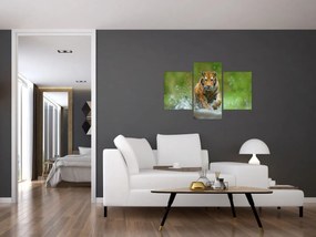 Obraz - Bežiaci tiger (90x60 cm)