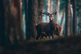 Fototapeta jeleň v lese - 450x300