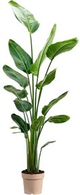 Strelitzia nicolai 24x135 cm