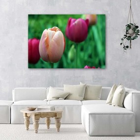 Gario Obraz na plátne Ružové tulipány Rozmery: 60 x 40 cm