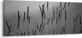 Obraz - Steblá trávy (120x50 cm)