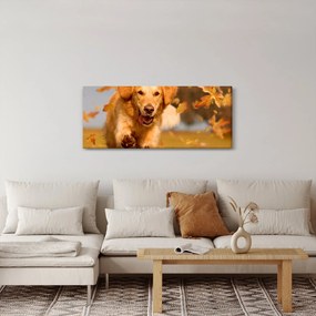 Obraz - Zlatý retriever (120x50 cm)