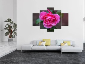 Obraz ruže na stenu