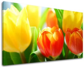 Obraz na stenu KVETY TULIPÁNY | rôzne rozmery