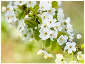 Artgeist Fototapeta - Beautiful delicate cherry blossoms Veľkosť: 196x154, Verzia: Samolepiaca
