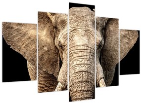 Obraz - Slon africký (150x105 cm)