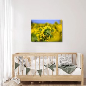 Sklenený obraz slnečnice (70x50 cm)