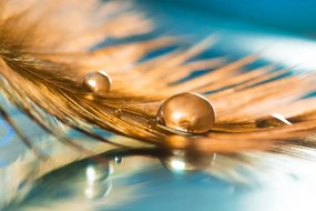 Nádherná samolepiaca tapeta zlaté pierko s kvapkou vody