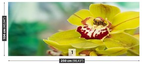 Fototapeta Vliesová Žltá orchidea 152x104 cm