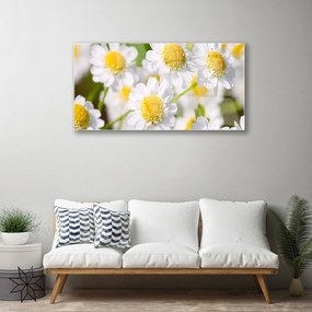 Skleneny obraz Kvety sedmokráska príroda 140x70 cm