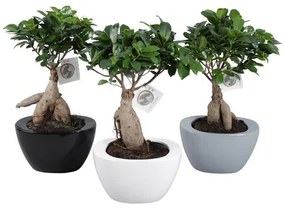 Ficus microcarpa Ginseng v kvetináči 22x45 cm