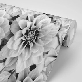 Samolepiaca fototapeta kvety dálie v čiernobielom prevedení - 300x200