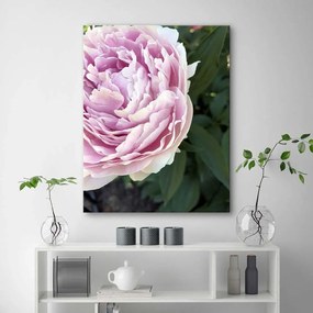 Obraz na plátně, Pivoňka Květina Rostlina - 70x100 cm
