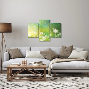 Obraz - Odkvitnuté púpavy (90x60 cm)