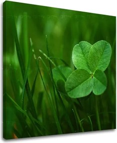 Obraz na stenu RASTLINY RA008E12