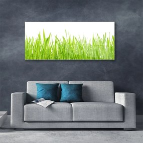 Obraz plexi Tráva príroda rastlina 125x50 cm