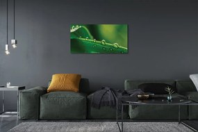 Obraz canvas Kvapky tráva makro 125x50 cm