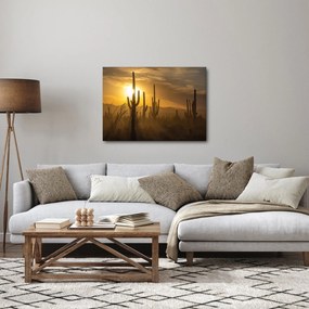Obraz - Kaktusy Saguaro (70x50 cm)