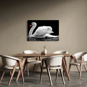 Obraz čiernobielej labute (90x60 cm)