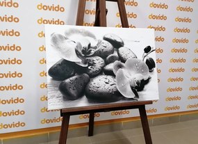 Obraz krásna súhra kameňov a orchidey v čiernobielom prevedení