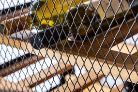 Vitrína na víno Winebar 184 cm prírodná - borovica