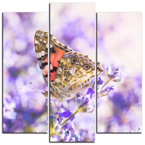 Obraz na plátne - Motýľ na levanduľe - štvorec 3221C (105x105 cm)