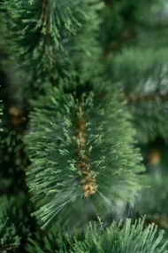 Limpol Vianočný stromček Borovica Klára Výška stromčeka: 220 cm