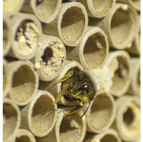Hmyzí hotel pre včely drevený dobar cca 14 x 13 x 14 cm