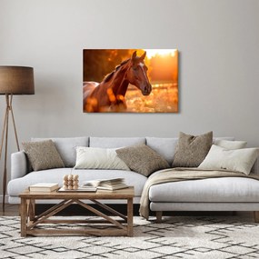 Obraz - Kôň v západe slnka (90x60 cm)