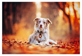 LED svetlo na obojok Amber – Orbiloc