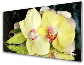 Sklenený obklad Do kuchyne Okvetné plátky orchidea 120x60 cm