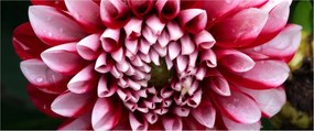 Obraz ružovej Dahlie (120x50 cm)