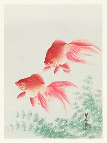 Umelecká tlač Two Veil Goldfish (Japandi Vintage) - Ohara Koson, (30 x 40 cm)