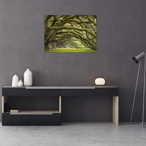 Obraz - Oaks Avenue, Charleston, Južná Karolína, USA (70x50 cm)