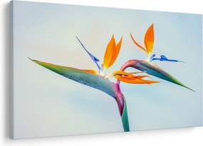 Obraz kvetu Strelícia (90x60 cm)