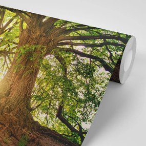 Samolepiaca fototapeta majestátne stromy - 300x200