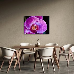 Detailný sklenený obraz kvetu orchidey (70x50 cm)