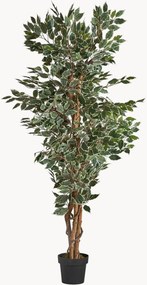 Rastlinná dekorácia v kvetináči Ficus