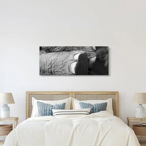 Obraz - Slonia noha (120x50 cm)