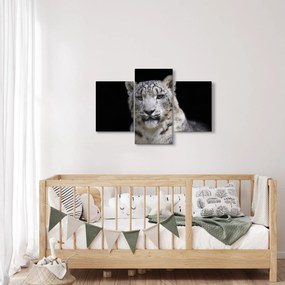 Obraz - Leopard snežný (90x60 cm)