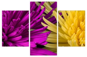 Obraz - detail kvetov (90x60 cm)