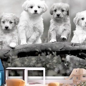 Artgeist Fototapeta - Four Puppies Veľkosť: 441x315, Verzia: Samolepiaca