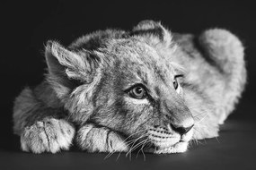Fototapeta mláďa leva v čiernobielom - 375x250