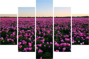 Obraz - Lúka fialových tulipánov (150x105 cm)