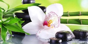 Obraz zen zátišie s orchideou