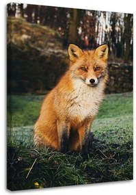 Obraz na plátně Liška Lesní příroda Zvířata - 60x90 cm