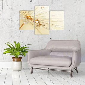 Obraz - Makro fotografie púpavy (90x60 cm)