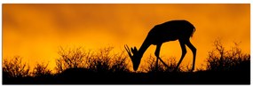 Obraz na plátne - Antilopa skákavá silueta - panoráma 5913A (105x35 cm)