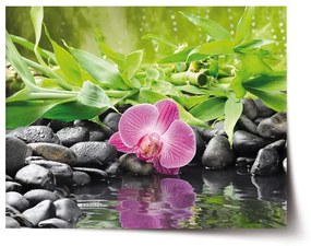 Sablio Plagát Ružová orchidea - 60x40 cm